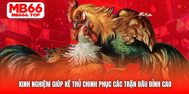 Kinh nghiệm giúp kê thủ chinh phục các trận đấu đỉnh cao 